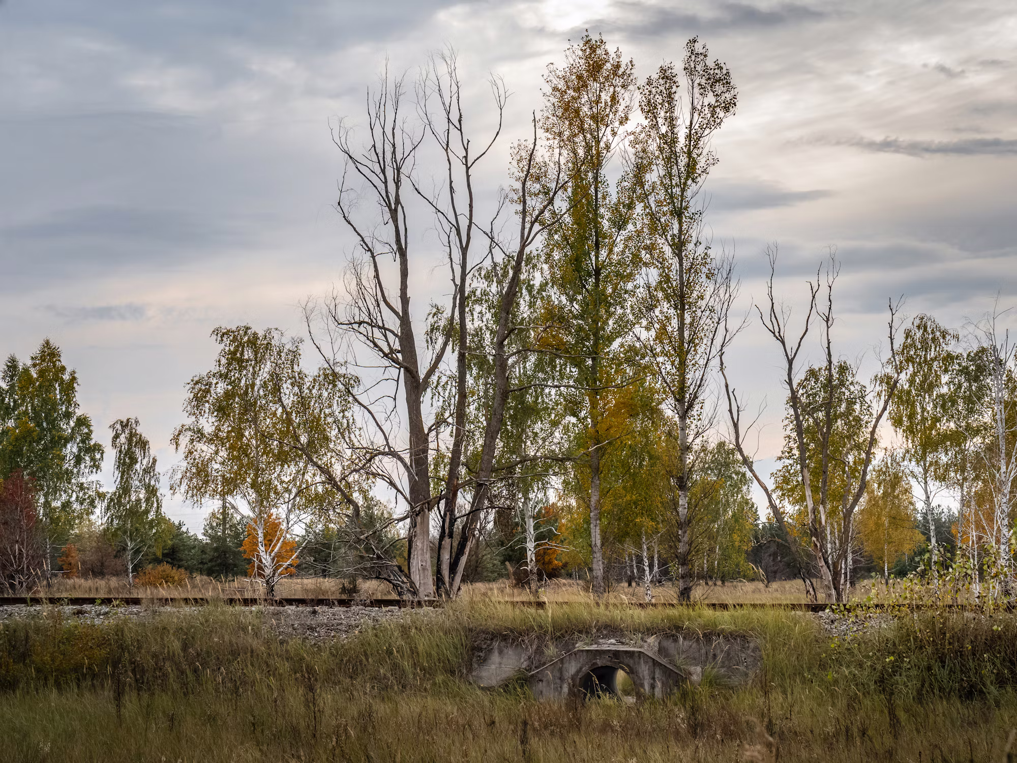 Exploring the Wonders of Urban Gardening: A Guide to Greener Cities